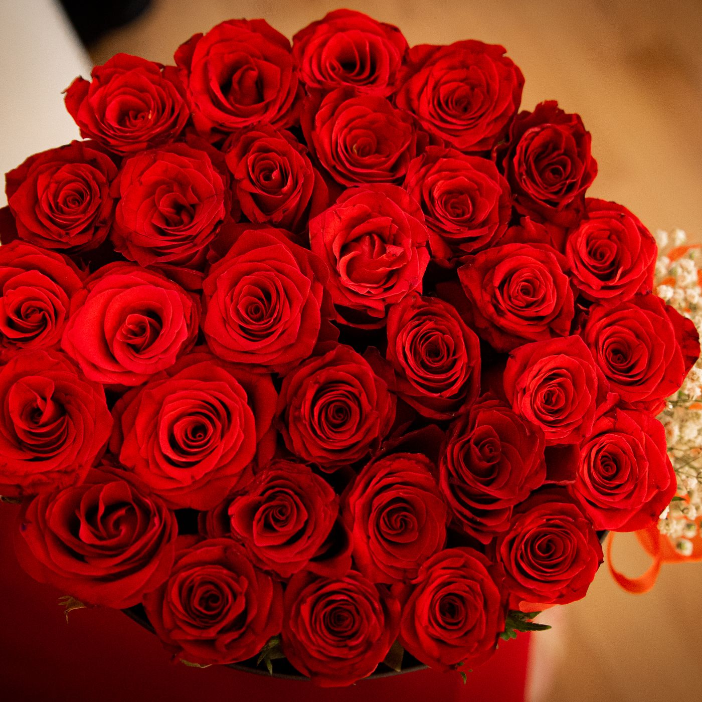 Rose N°12